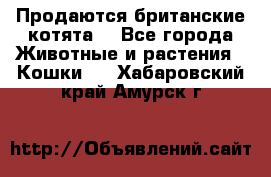 Продаются британские котята  - Все города Животные и растения » Кошки   . Хабаровский край,Амурск г.